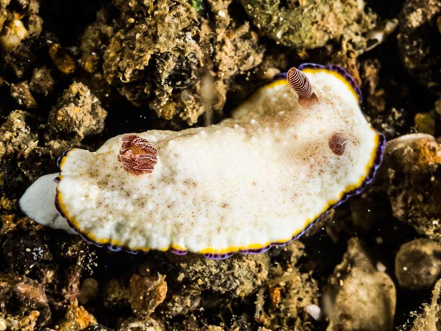 Goniobranchus preciosus