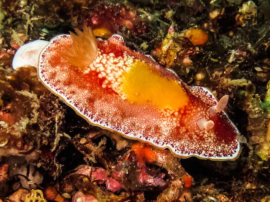 Goniobranchus sp. 1