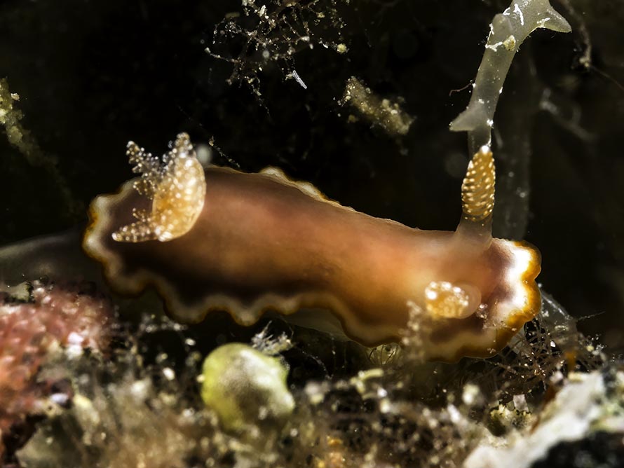 Goniobranchus sp. 42
