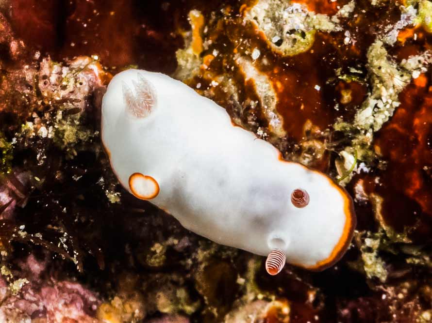 Goniobranchus verrieri