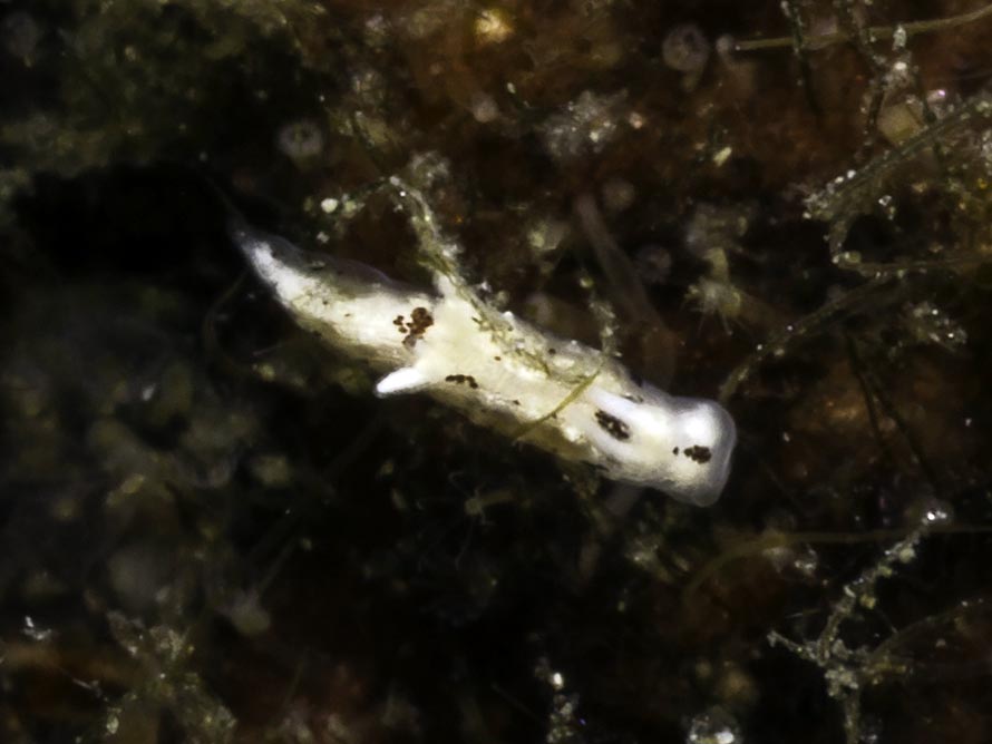 Murphydoris puncticulata