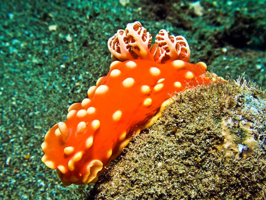 Gymnodoris aurita