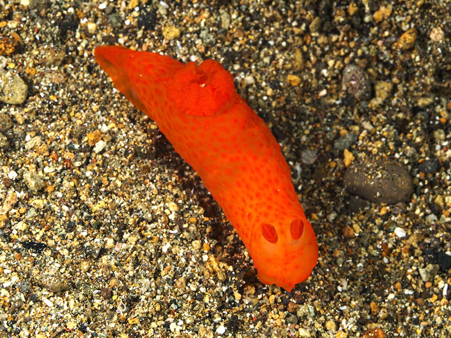 Gymnodoris inornata