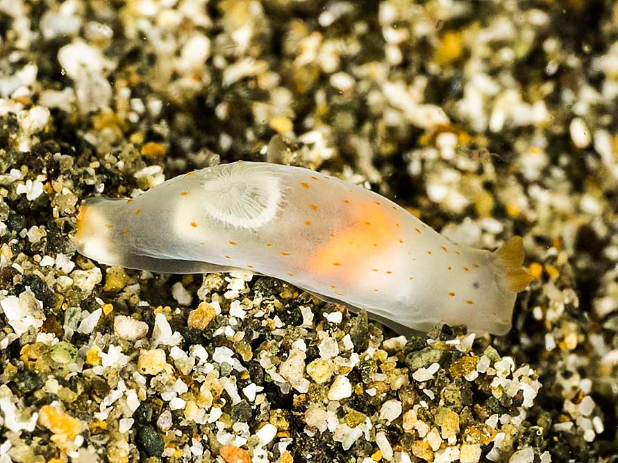 Gymnodoris sp. 38