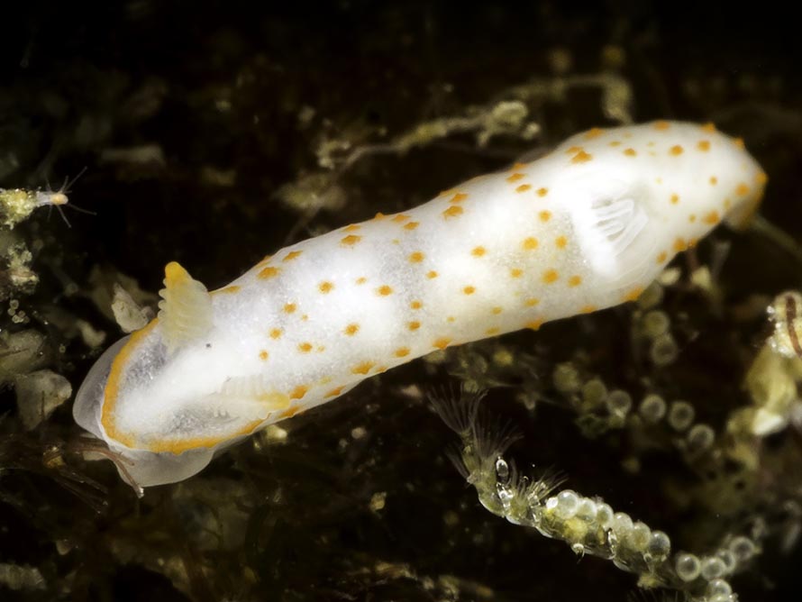 Gymnodoris sp. 47