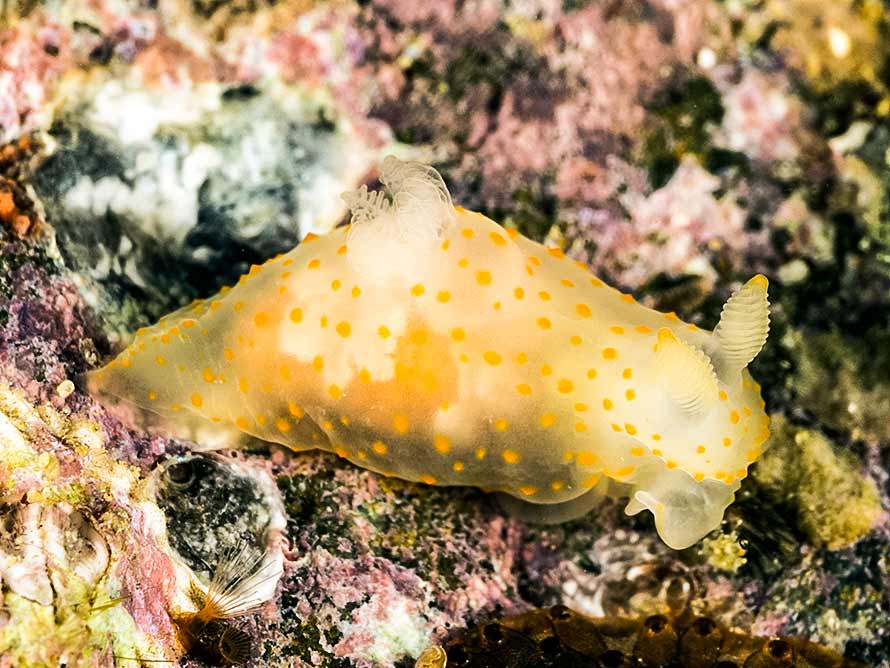 Gymnodoris sp. 9