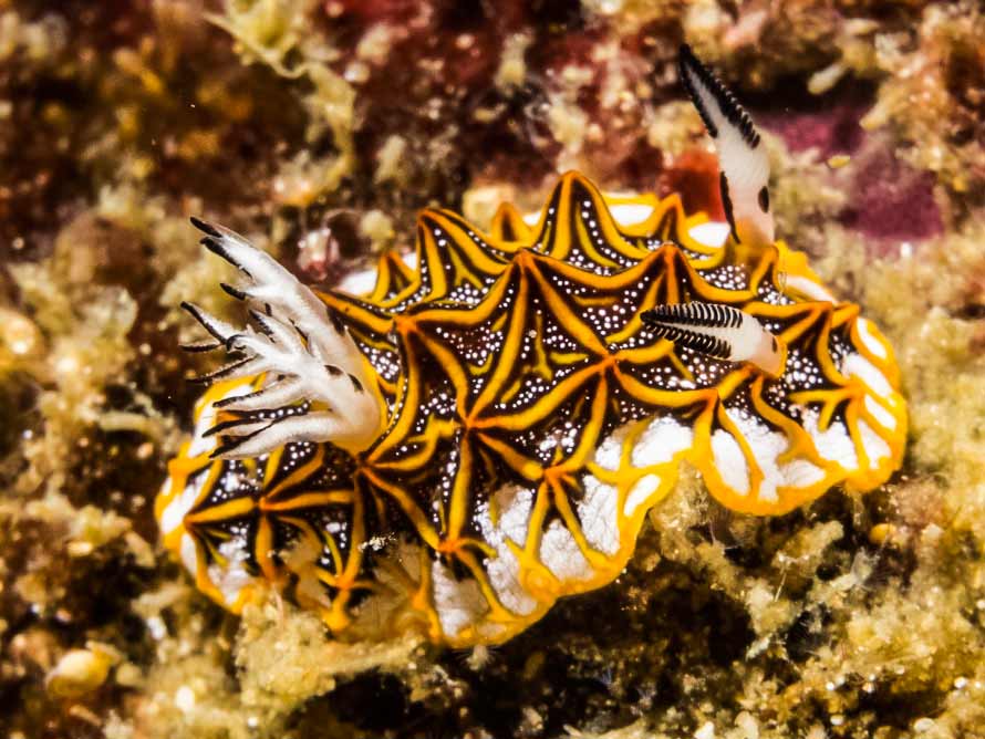 Halgerda tessellata