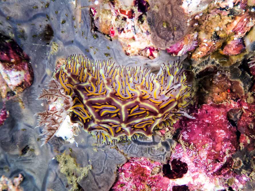 Halgerda willeyi