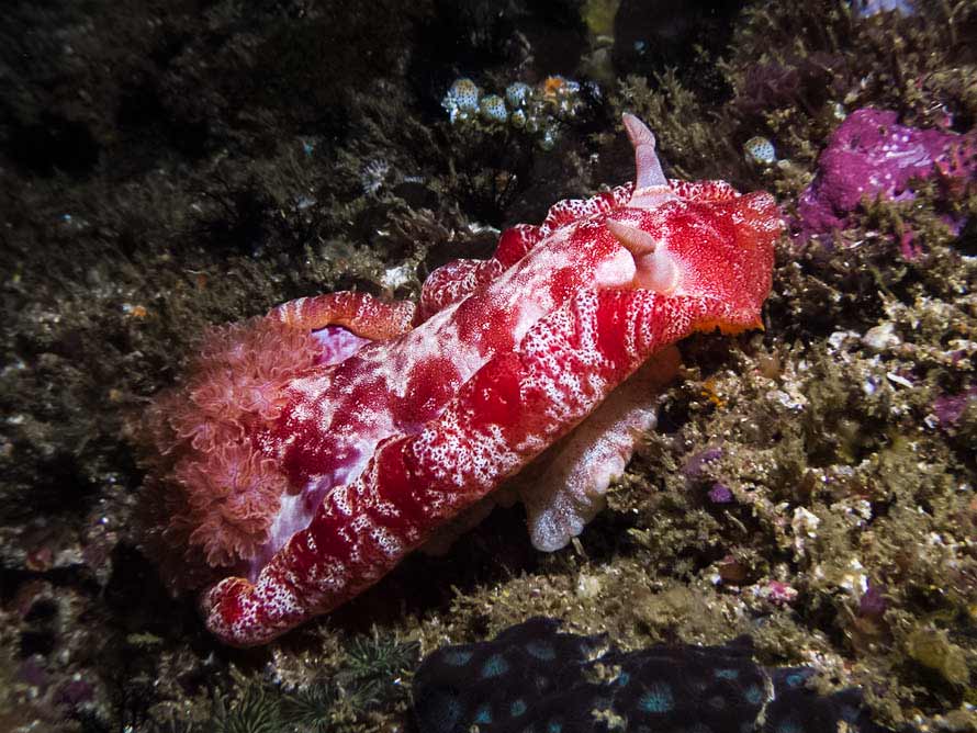 Hexabranchus sanguineus