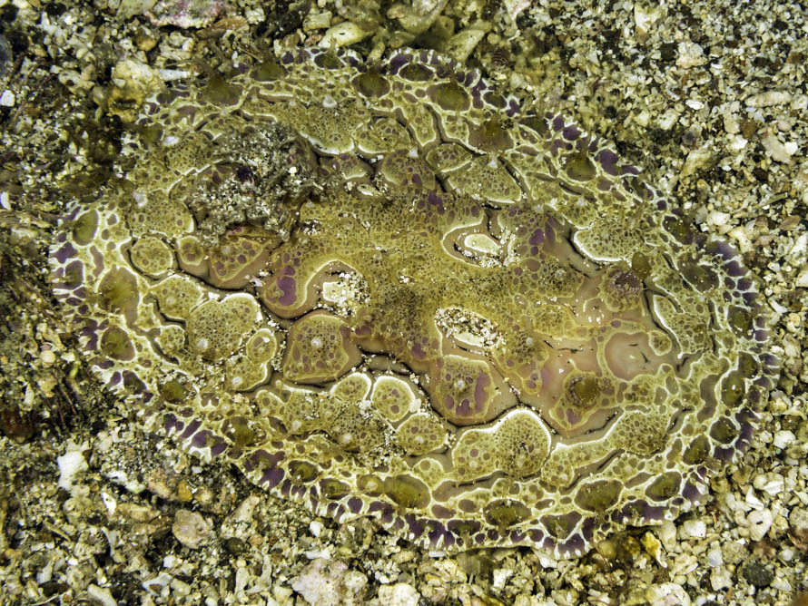 Asteronotus sp. B