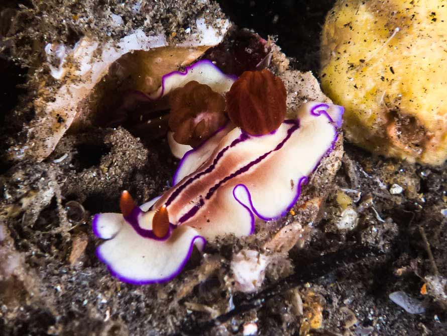 Hypselodoris emma