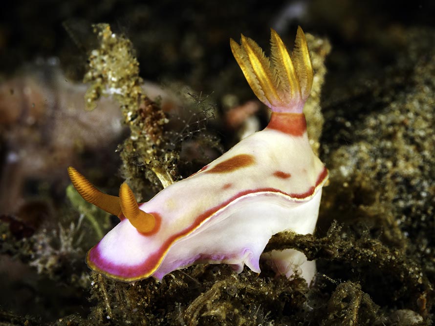 Hypselodoris iba