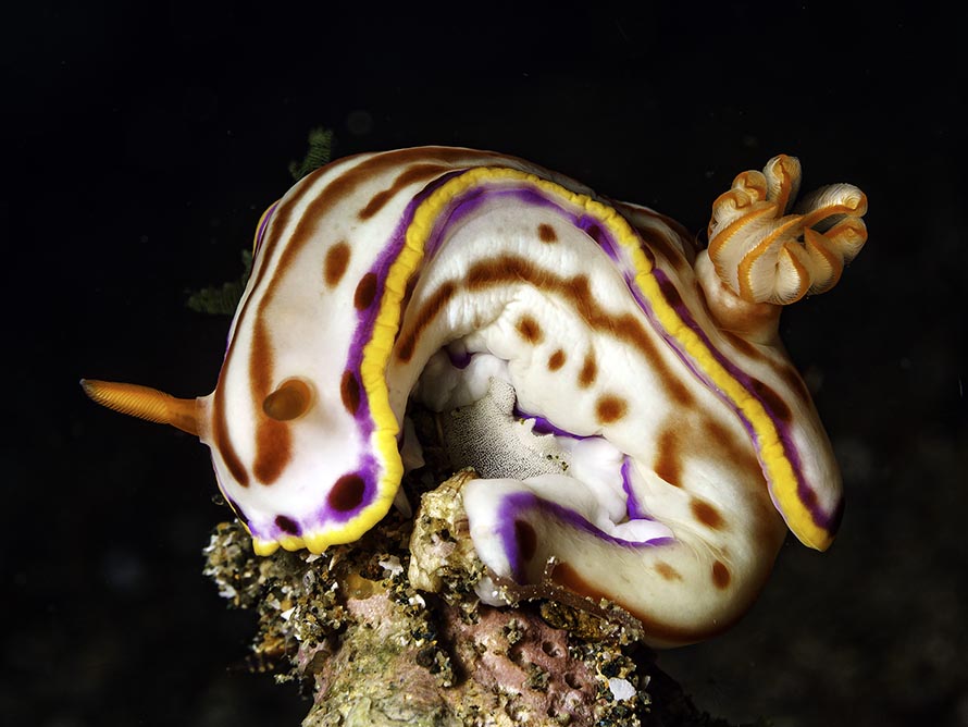 Hypselodoris kaname