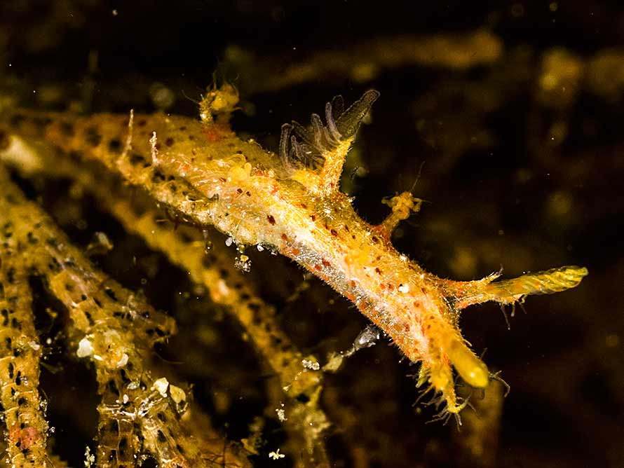Kaloplocamus sp. 2