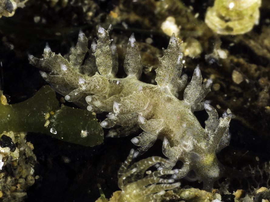 Limenandra confusa