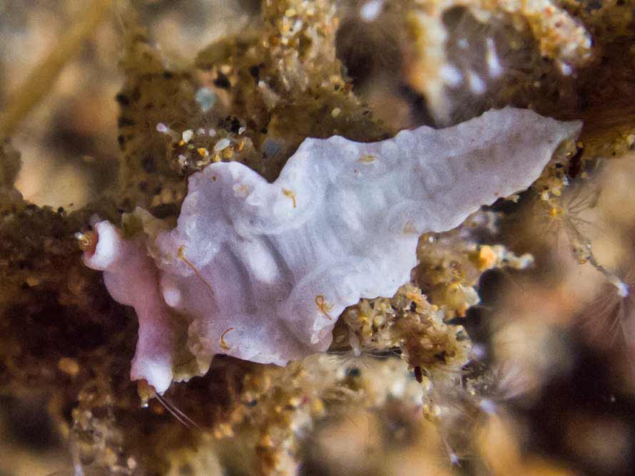 Lomanotus sp. 1