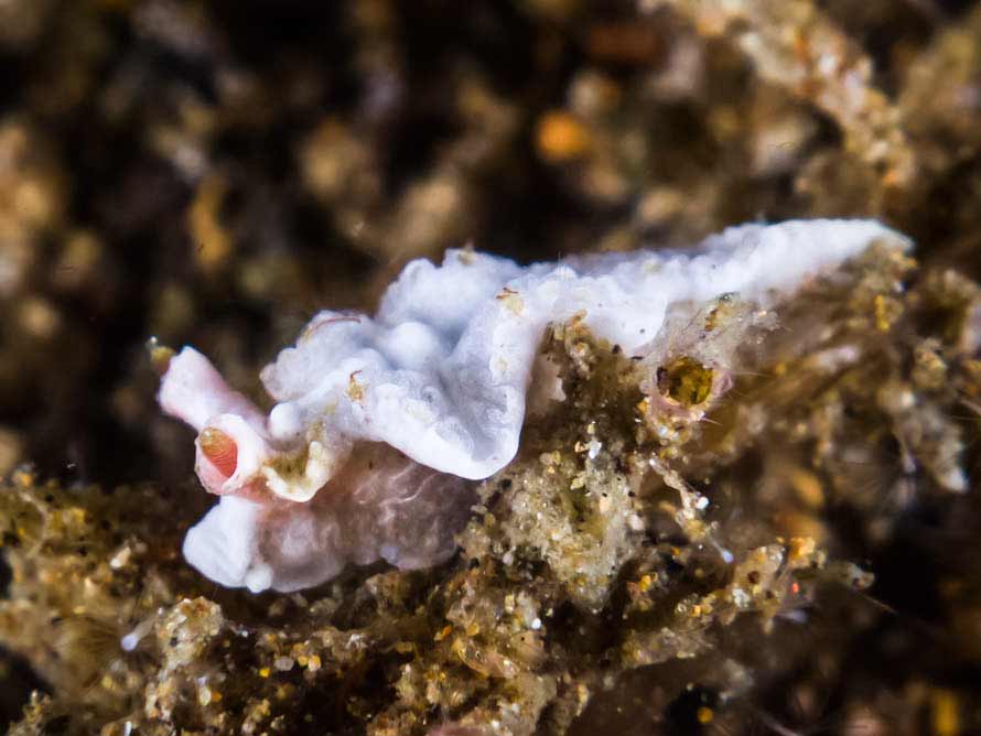 Lomanotus sp. 1