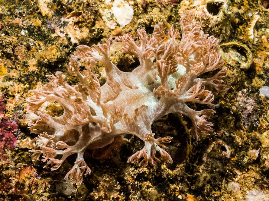 Marionia sp. 15