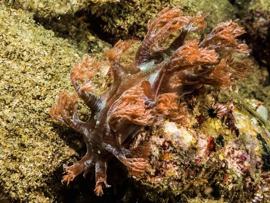 Marionia sp. 4