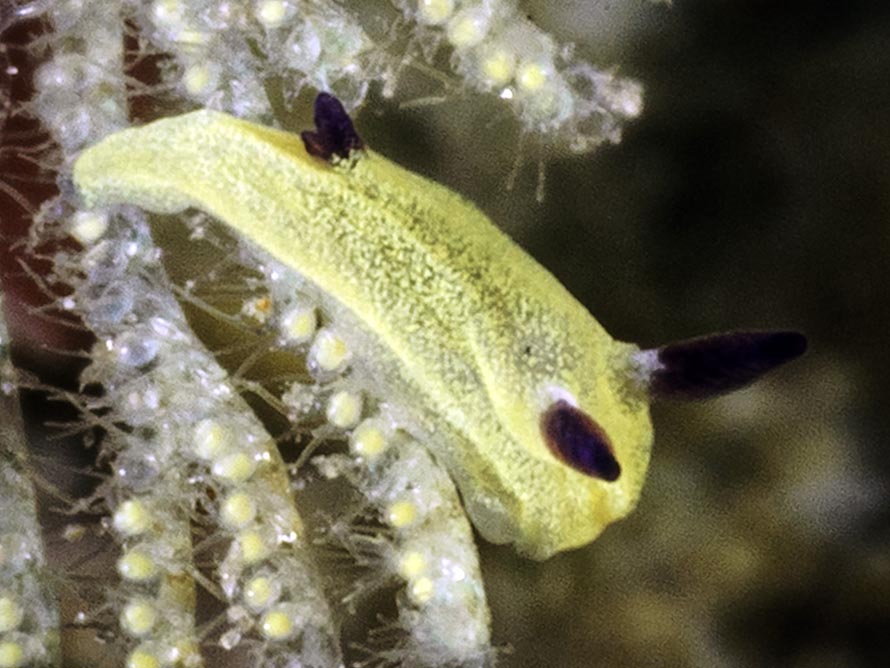 Martadoris amakusana