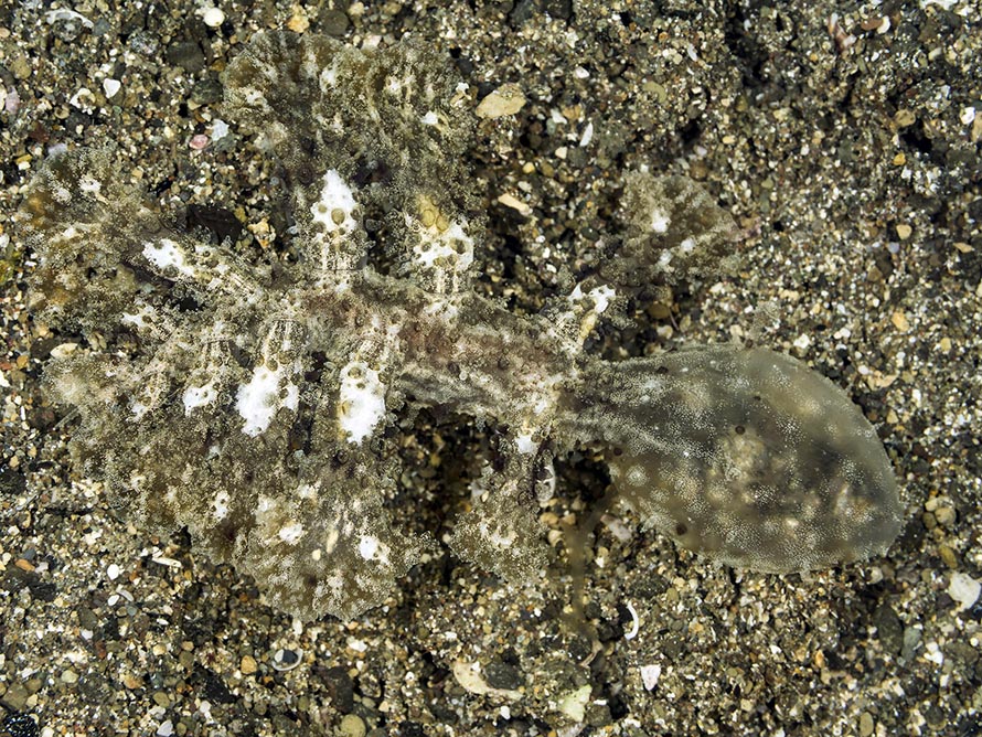 Melibe pilosa