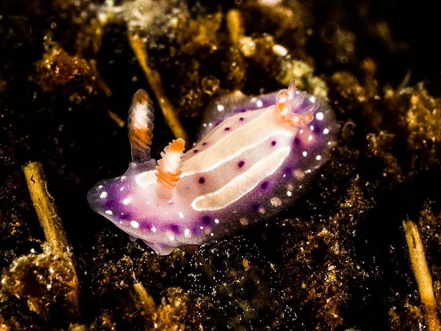 Mexichromis aurora