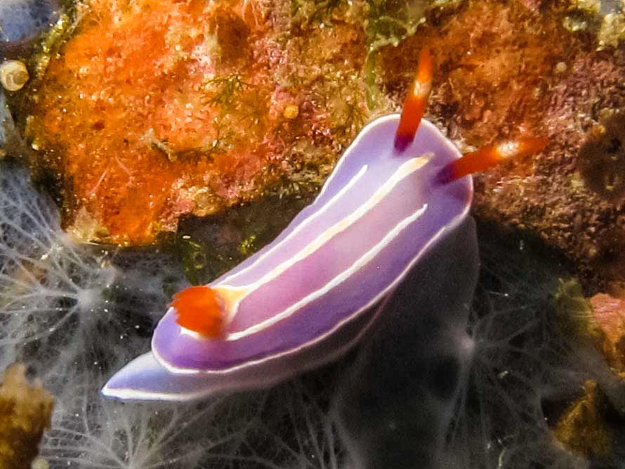 Mexichromis trilineata