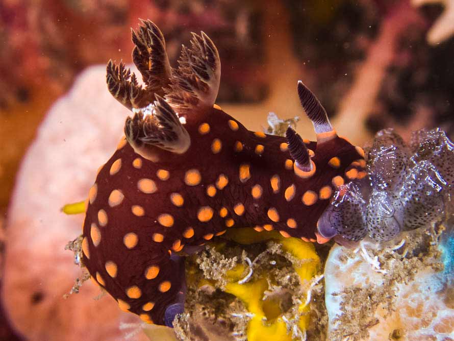 Nembrotha sp. A