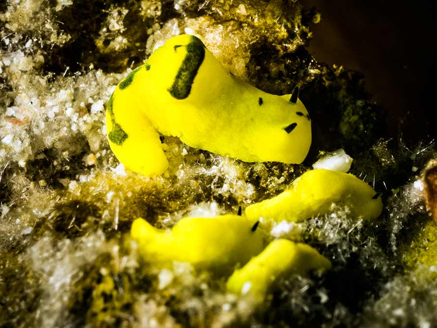 Notodoris gardineri