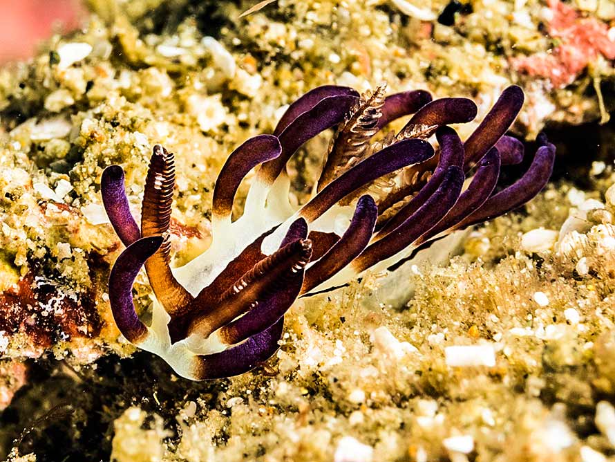 Ceratodoris kendi