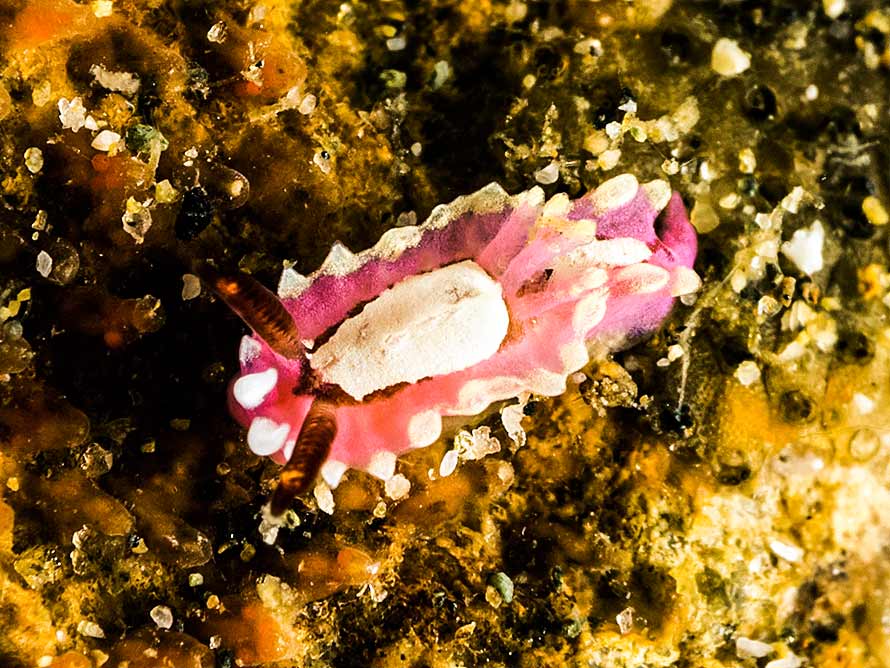 Okenia liklik