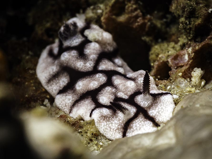 Paradoris liturata