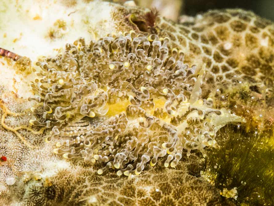 Phestilla lugubris