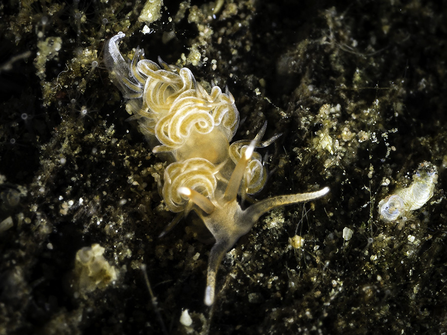 Phidiana salaamica