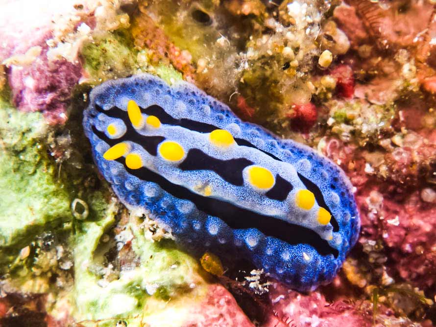 Phyllidia coelestis
