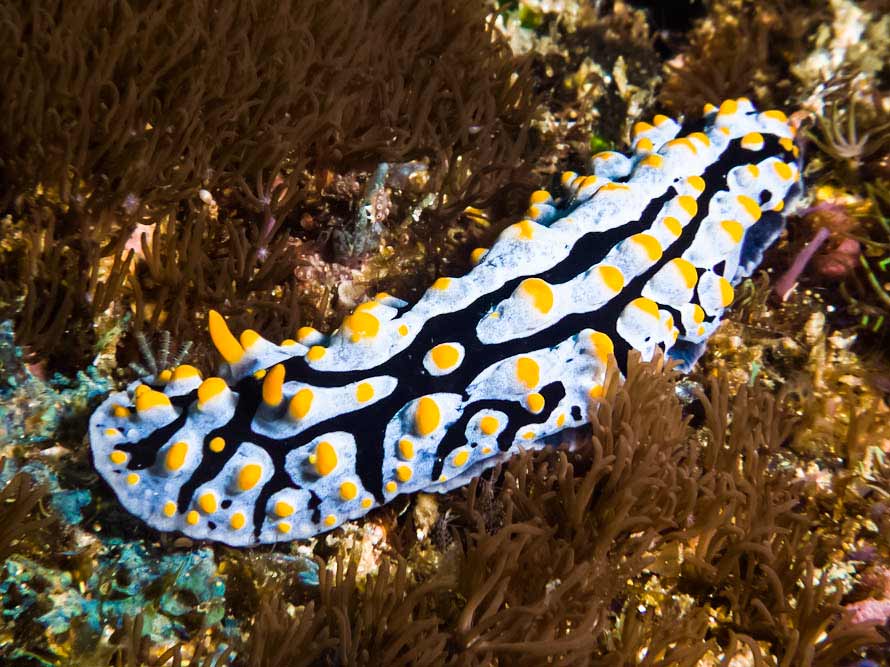 Phyllidia varicosa