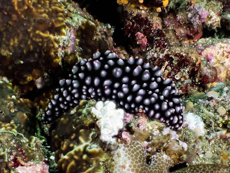 Phyllidiella nigra