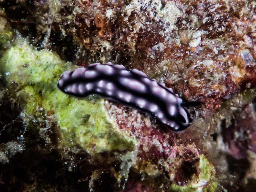Phyllidiella sp. E
