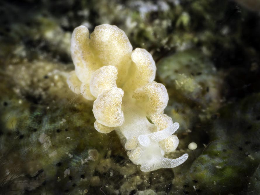 Phyllodesmium hyalinum