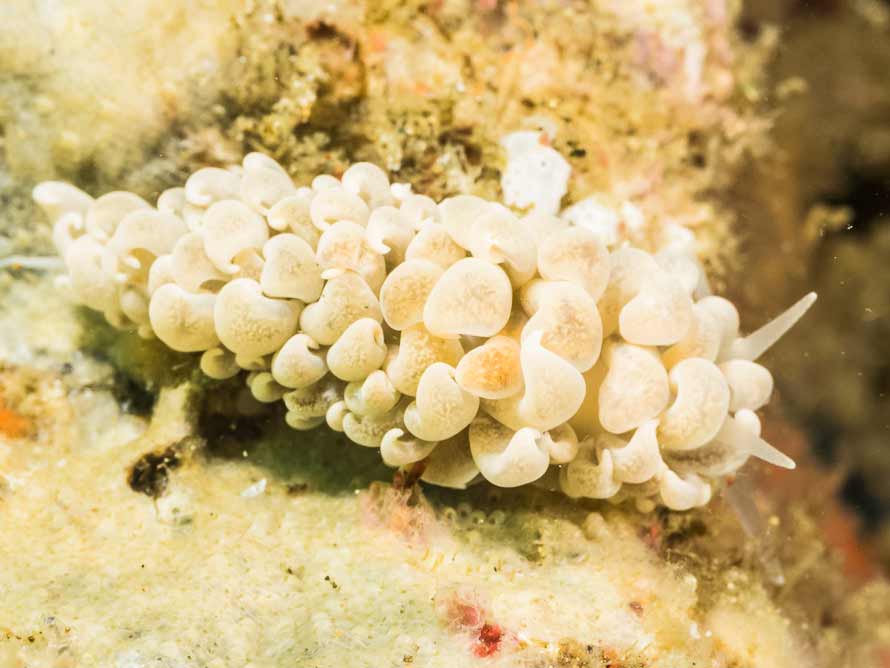 Phyllodesmium magnum