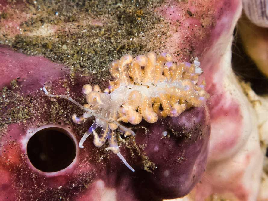 Phyllodesmium poindimiei