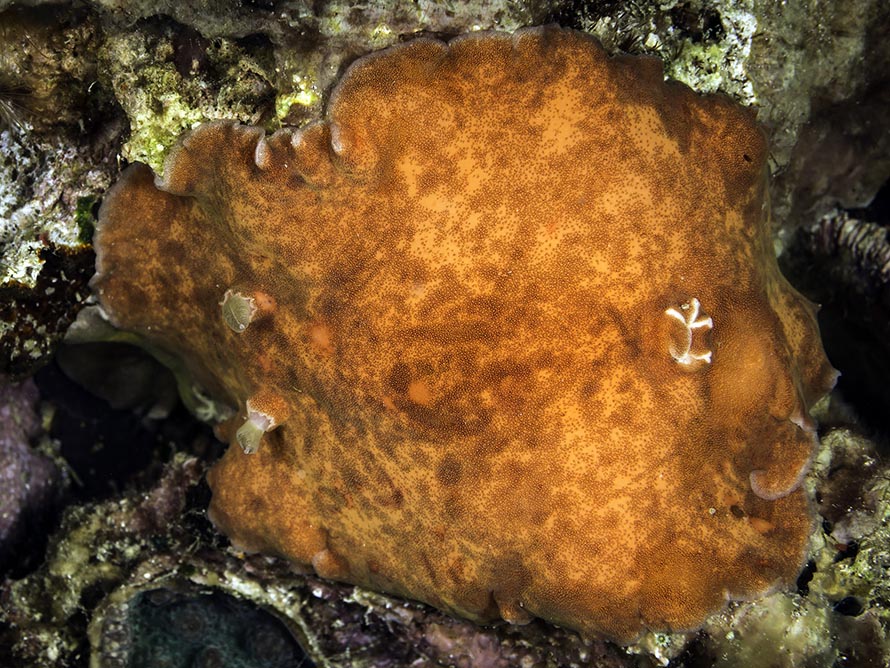 Platydoris cinerobranchiata
