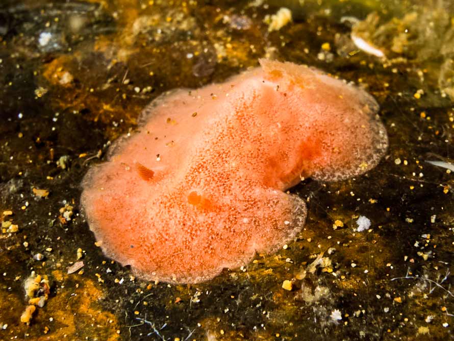 Platydoris sp. 3