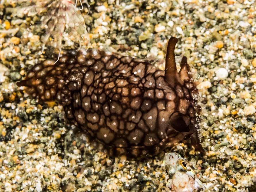 Pleurobranchaea brockii