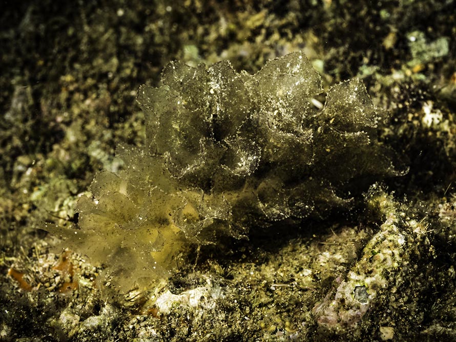 Polybranchia orientalis