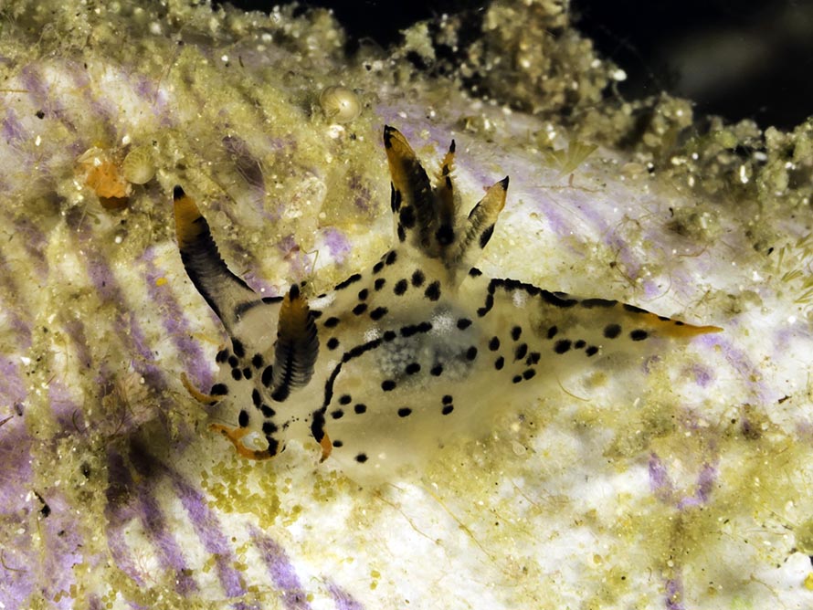 Polycera sp. 1