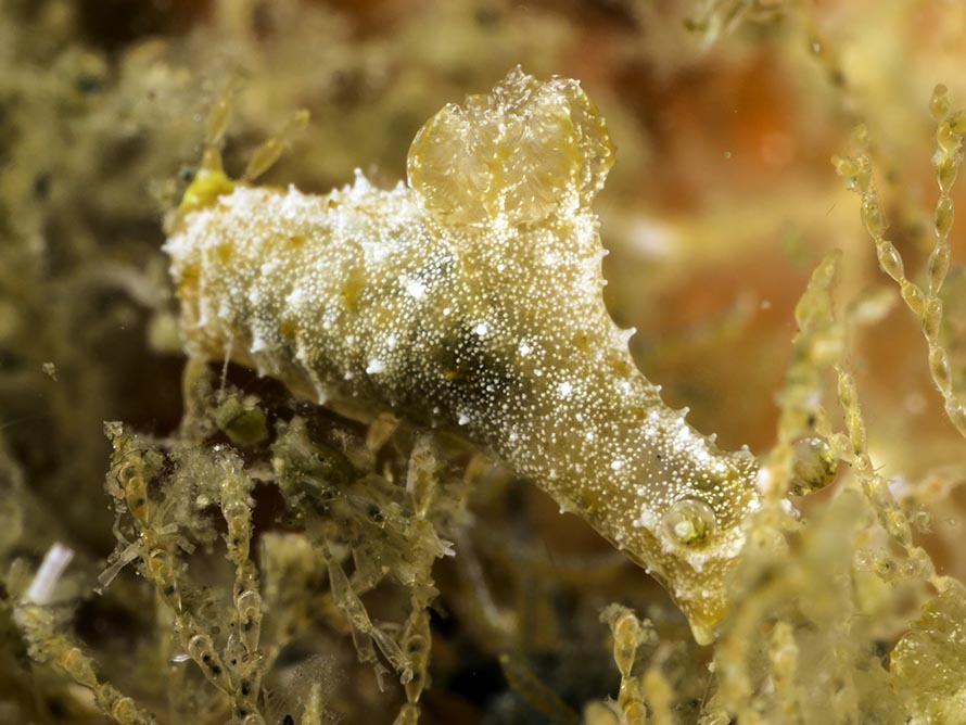 Polycera sp. 6