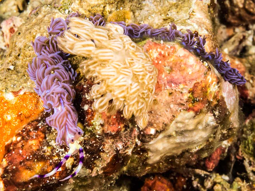 Pteraeolidia semperi