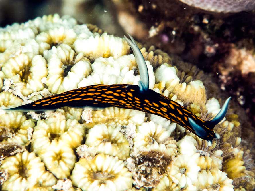 Roboastra gracilis