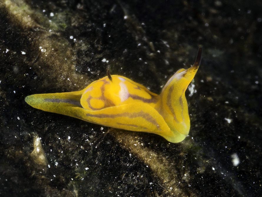 Siphopteron tigrinum